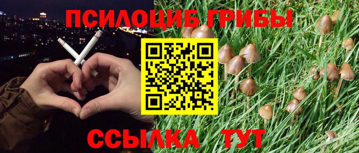 Псилоцибиновые грибы Psilocybe Янаул